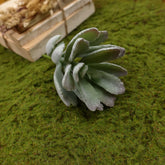 Artificial Succulent (Type 2)